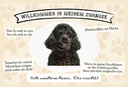 Holzschild 20x30 cm Tiere Pudel willkommen Zuhause