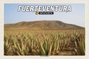 Holzschild 20x30 cm Fuerteventura Spanien Aloe Vera Plantage Bildmotiv Reisemotiv Europa
