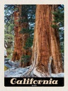 Holzschild 40x30 cm California Amerika Natur Wald Bäume Bildmotiv Reisemotiv USA