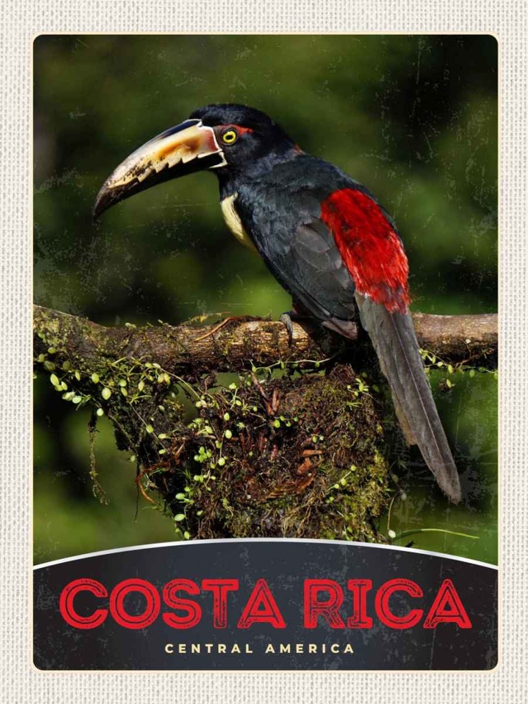 Holzschild 40x30 cm Costa Rica Central America Vogel Natur Bildmotiv Reisemotiv Abenteuer Reisen