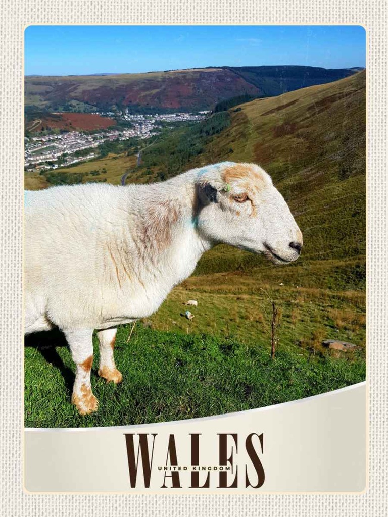 Holzschild 40x30 cm Wales United Kingdom Schaf Wiese Natur Bildmotiv Reisemotiv Europa
