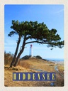 Holzschild 40x30 cm Hiddensee Leuchtturm Baum Weide Wiese Bildmotiv Reisemotiv Europa