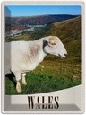 Blechschild 40x30 cm Wales United Europa Urlaub Kingdom Schaf Wiese Natur Bildmotiv Reisemotiv Abenteuer Reisen