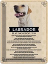 Blechschild 40x30 cm Tiere Labrador Hausordnung Hunde Tier Haustier Hund