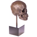 [LA-1822480] Bronzeskulptur Bronzefigur Totenkopf Bild 3
