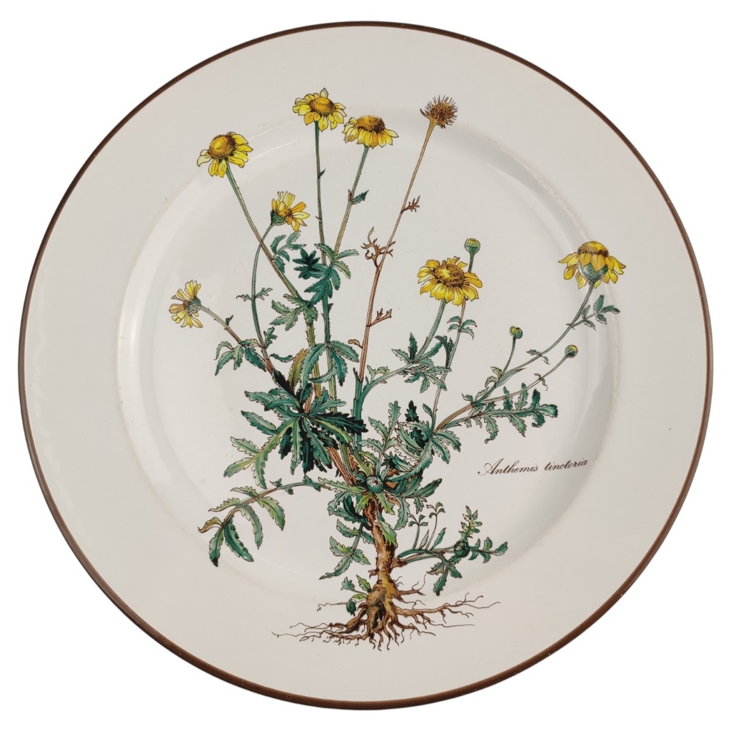 [1818162-1] Speiseteller Essteller 26,5 cm Villeroy & Boch Botanica II.Wahl Anthemis tinctoria II. Wahl
