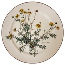 Speiseteller Essteller 26,5 cm Villeroy & Boch Botanica II.Wahl Anthemis tinctoria II. Wahl