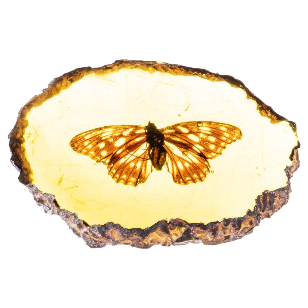 [LA-99178] Figur Skulptur Resin Bernsteinimitat mit echtem Schmetterling
