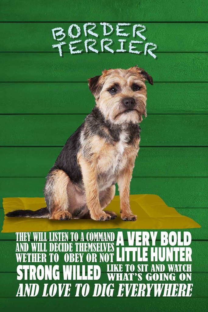 [LA-112648-1812-H] Holzschild 18x12 cm Border Terrier Hund a very bold