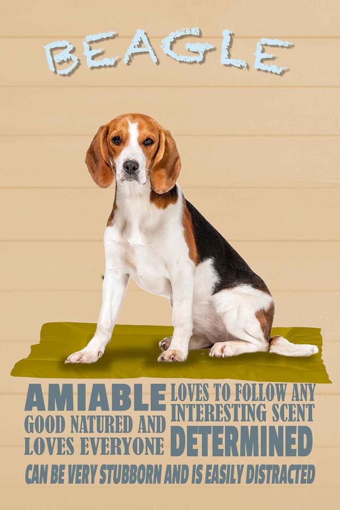 [LA-112649-1812-H] Holzschild 18x12 cm Beagle Hund loves to follow any