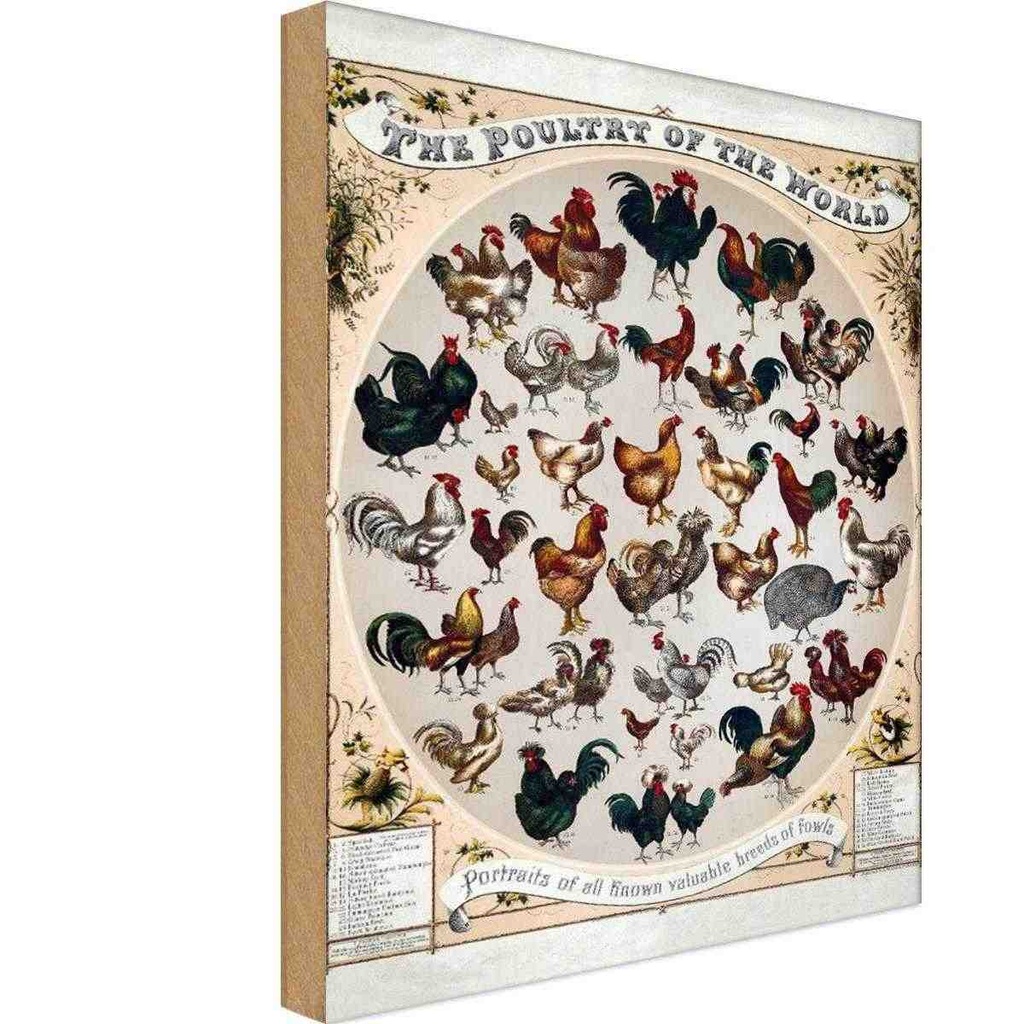 [LA-113795-1812-H] Holzschild 18x12 cm Geflügelart the poultry of worls Dekoration