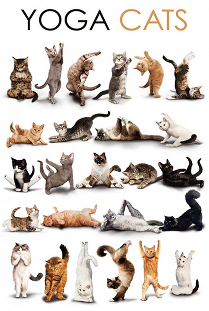 Holzschild 18x12 cm Tiere Yoga Cats Katzen
