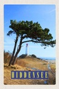 Holzschild 18x12 cm Hiddensee Leuchtturm Baum Weide Wiese Bildmotiv Reisemotiv Abenteuer Reisen