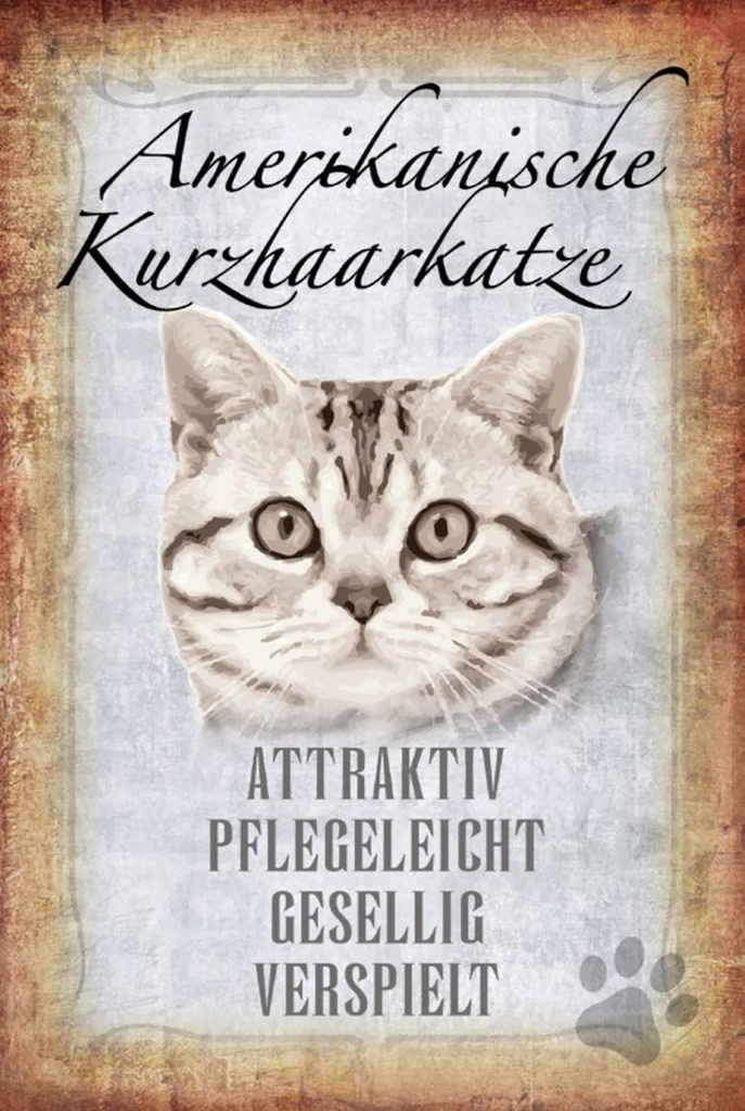 Holzschild 18x12 cm Americanische Katze Kurzhaar