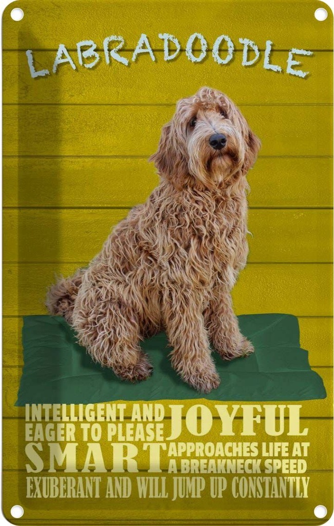 [LA-112630-2030] Blechschild 30x20 cm Labradoodle Hund will jump up Tier Haustier
