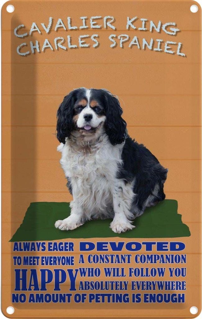 [LA-112642-2030] Blechschild 30x20 cm Cavalier King Charles Spaniel Tier Haustier Hund