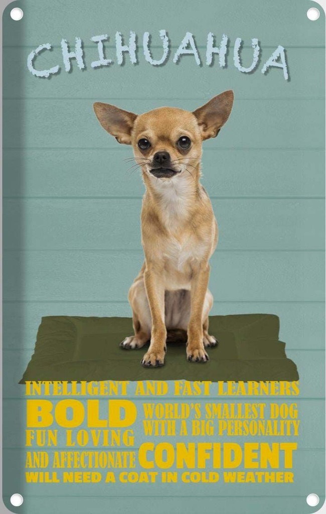 [LA-112643-2030] Blechschild 30x20 cm Chihuahua Hund bold confident Tier Haustier