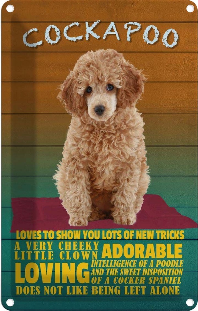 [LA-112646-2030] Blechschild 30x20 cm Cockapoo Hund loves to show you Tier Haustier