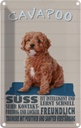 Blechschild 30x20 cm Cavapoo Hund süss freundlich Tier Haustier