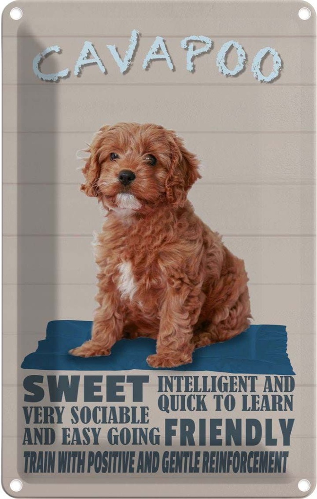 [LA-112655-2030] Blechschild 30x20 cm Cavapoo Hund sweet friendly Tier Haustier