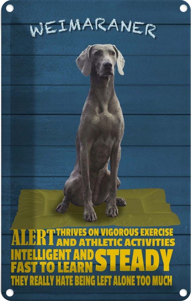 [LA-112662-2030] Blechschild 30x20 cm Weimaraner Hund alert and steady Tier Haustier