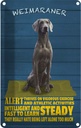Blechschild 30x20 cm Weimaraner Hund alert and steady Tier Haustier