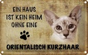 Blechschild 20x30 cm orientalisch Kurzhaar Katze Tier Haustier