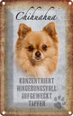 Blechschild 30x20 cm Chihuahua Hund tapfer Tier Haustier