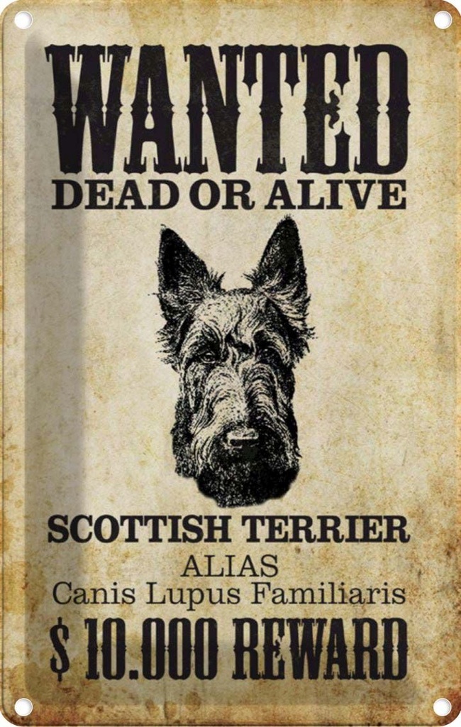[LA-112996-2030] Blechschild 30x20 cm Hund wanted Scottish Terrier Tier Haustier