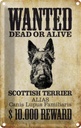 Blechschild 30x20 cm Hund wanted Scottish Terrier Tier Haustier