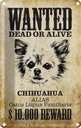 Blechschild 30x20 cm Hund wanted Chihuahua Alias Tier Haustier