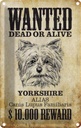 Blechschild 30x20 cm Hund wanted dead Yorkshire Tier Haustier