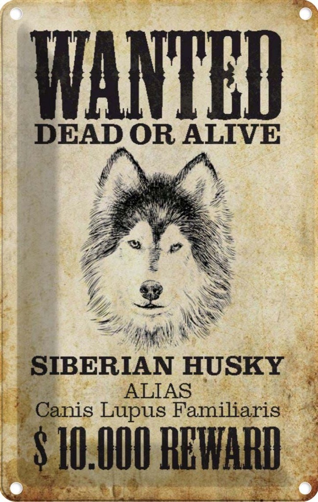 [LA-113003-2030] Blechschild 30x20 cm Hund wanted Siberian Husky Tier Haustier
