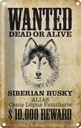 Blechschild 30x20 cm Hund wanted Siberian Husky Tier Haustier