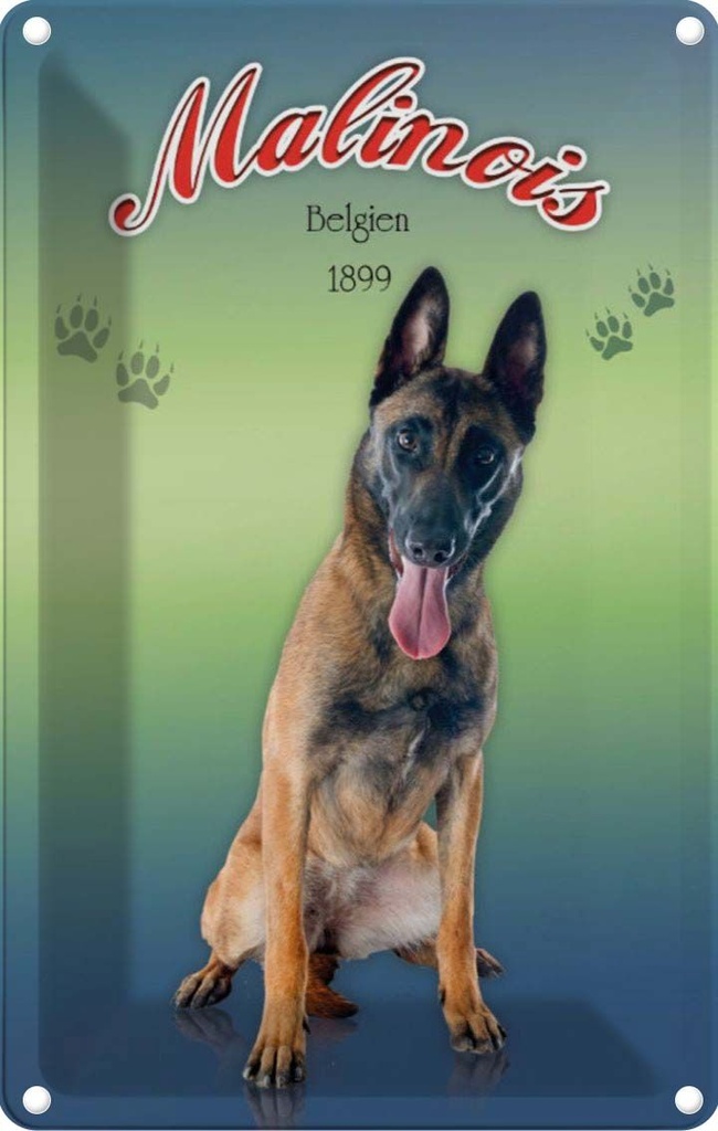 [LA-113767-2030] Blechschild 30x20 cm Hund Malinois Belgien 1899 Tier Haustier