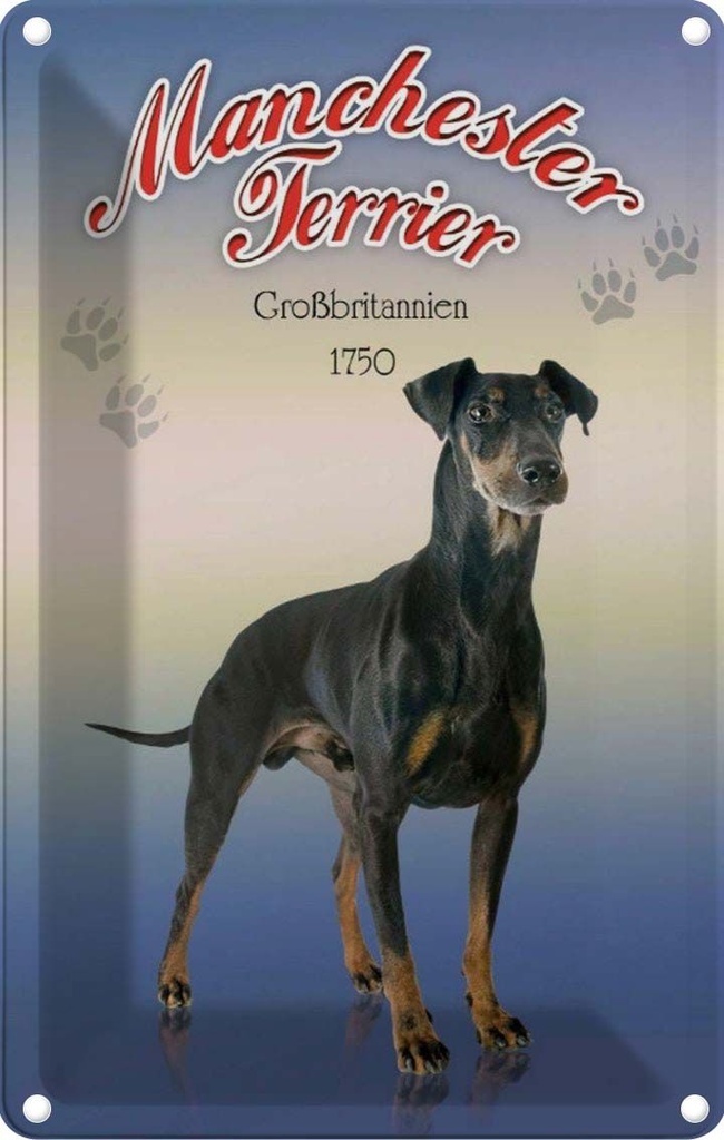 [LA-113768-2030] Blechschild 30x20 cm Hund Manchester Terrier Großbritanien Tier Haustier