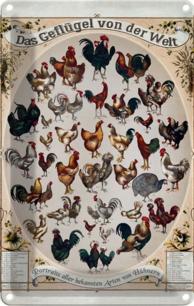 [LA-113796-2030] Blechschild 30x20 cm Geflügelart das Geflügel von der Welt Dekoration Spruch Zitat