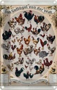 Blechschild 30x20 cm Geflügelart das Geflügel von der Welt Dekoration Spruch Zitat