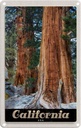 Blechschild 30x20 cm California Amerika USA Urlaub Natur Wald Bäume Bildmotiv Reisemotiv Abenteuer Reisen