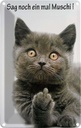 Blechschild 30x20 cm Katze sag noch ein mal Muschi