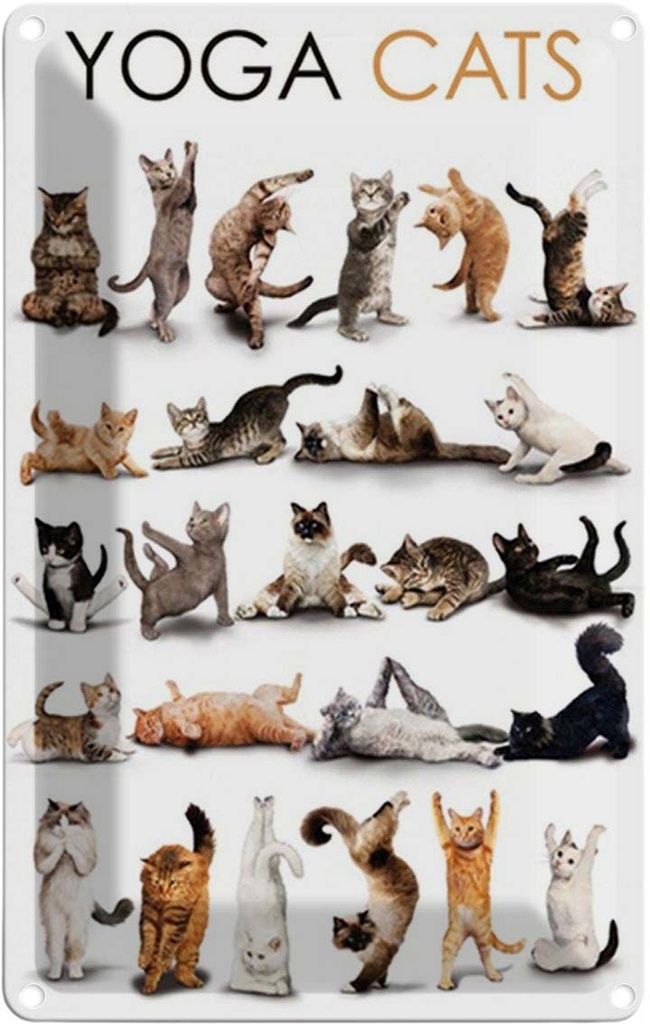 Blechschild 30x20 cm Yoga Cats Katzen