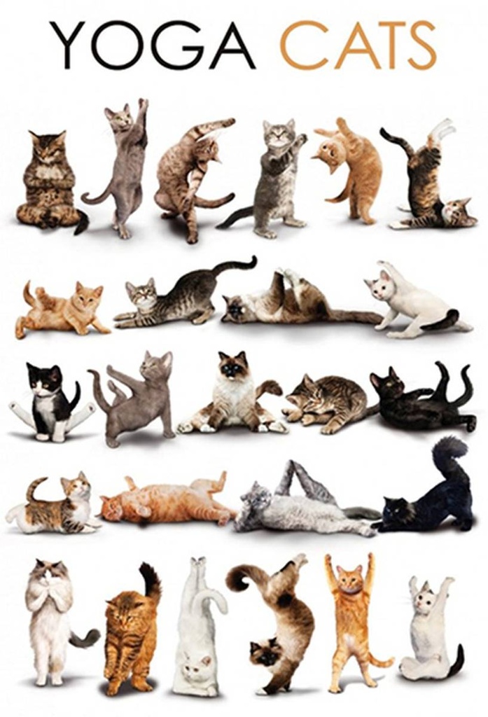 Holzschild 30x20 cm Yoga Cats Katzen