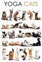 Holzschild 30x20 cm Yoga Cats Katzen
