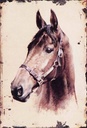 Holzschild 30x20 cm Portrait Pferd Kopf Bildmotiv