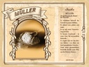 Holzschild 30x40 cm Müller Meister des Getreides Beruf Arbeit Dekoration