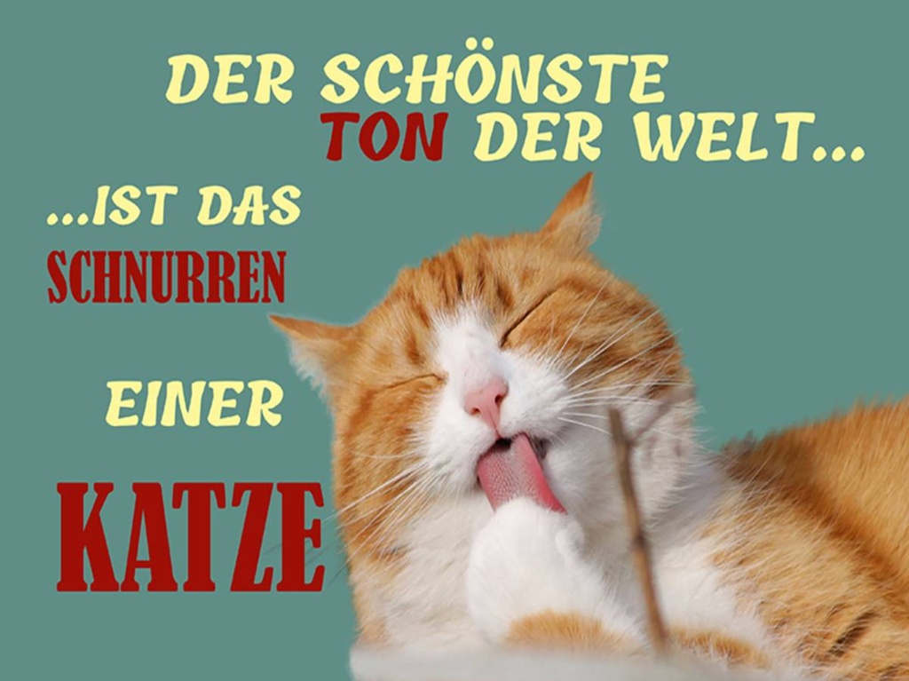 Holzschild 30x40 cm Schönste Ton ist Katzenschnurren