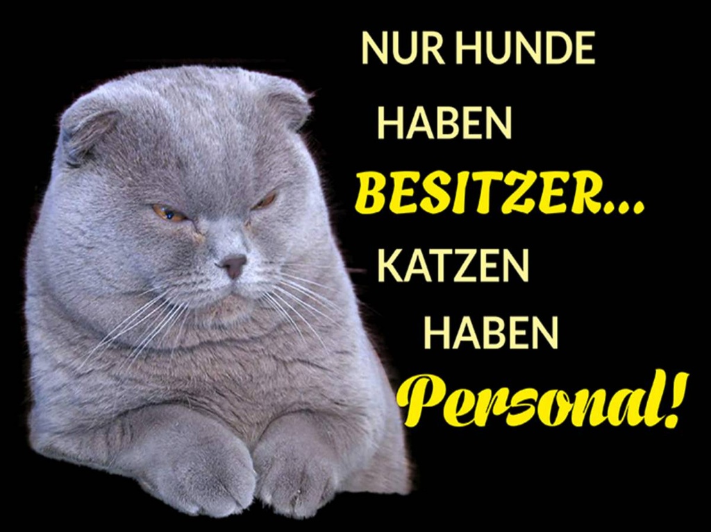 Holzschild 30x40 cm Hund hat Besitzer Katze Personal