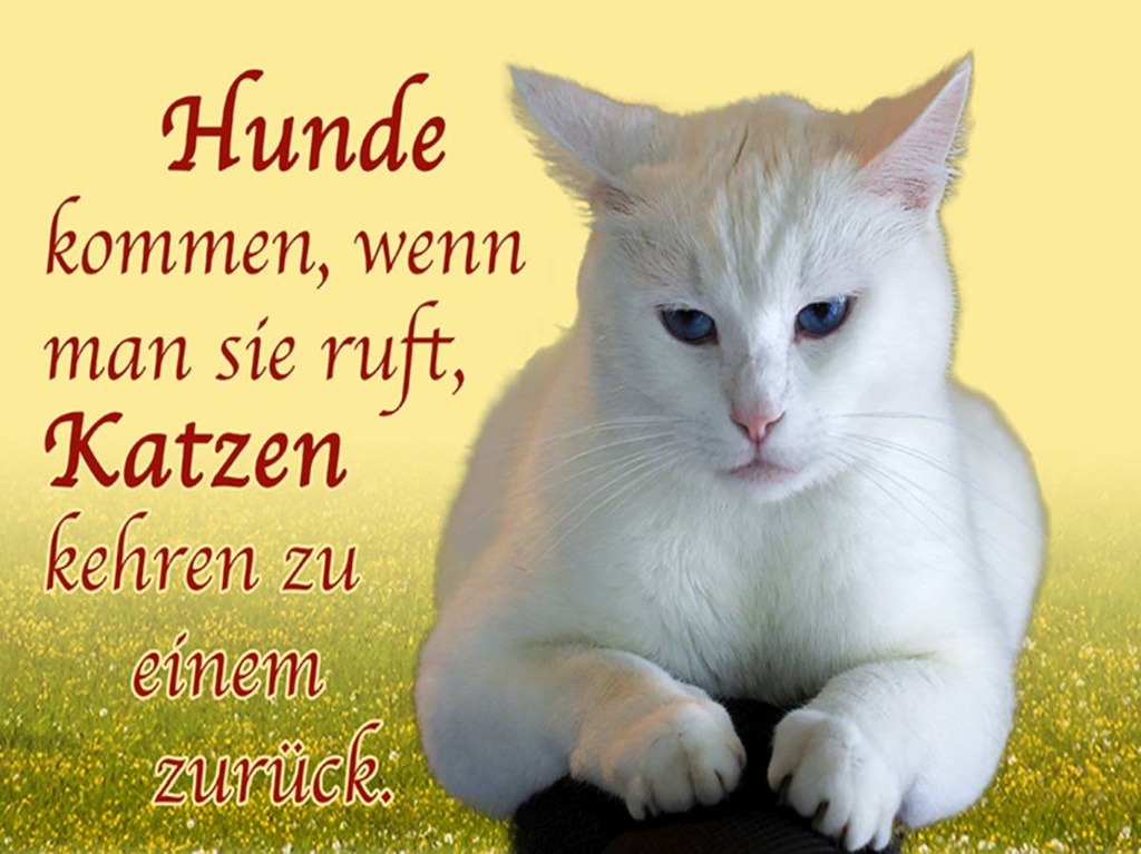 Holzschild 30x40 cm Hunde kommen Katzen kehren zurück