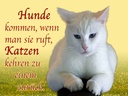 Holzschild 30x40 cm Hunde kommen Katzen kehren zurück