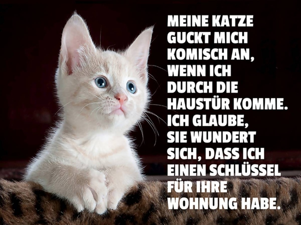 Holzschild 30x40 cm Katze guckt mich komisch an